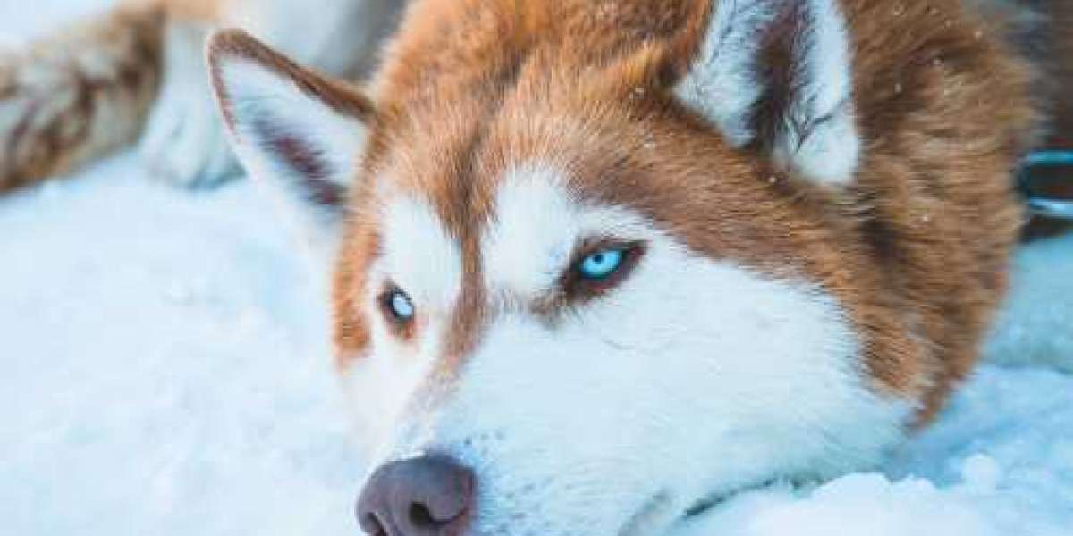 Torrent Siberian Husky Rescue Virginia 64bit Full Exe Windows