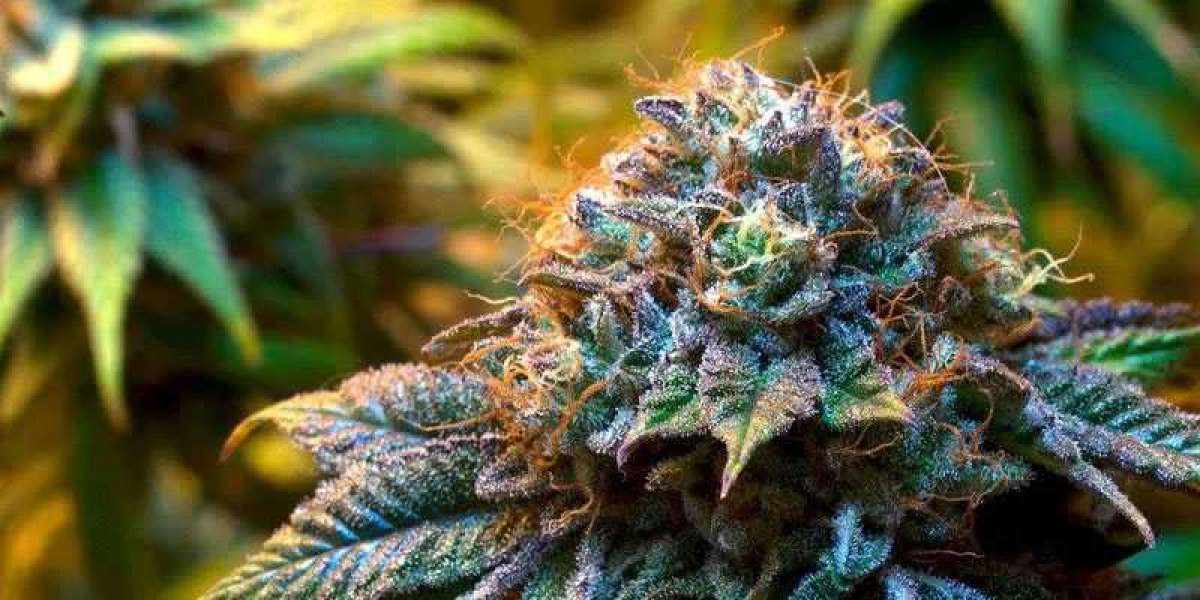 Some Best Marijuana Strains