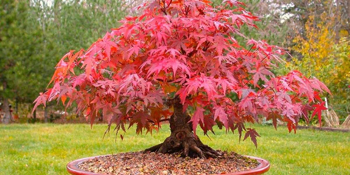 Red Maple Trees For Sale