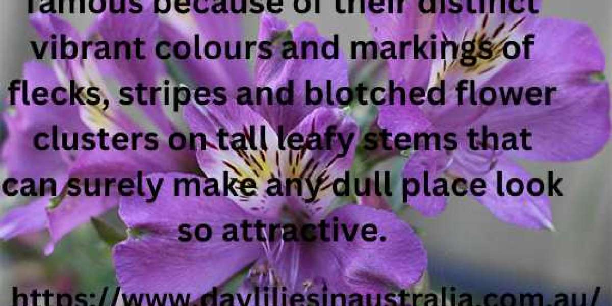 Daylilies in Australia