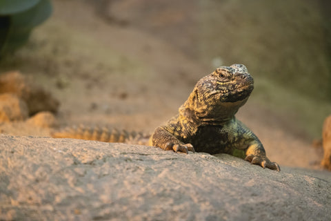 Uromastyx Care Guide: Everything You Need to Know – REPTI ZOO