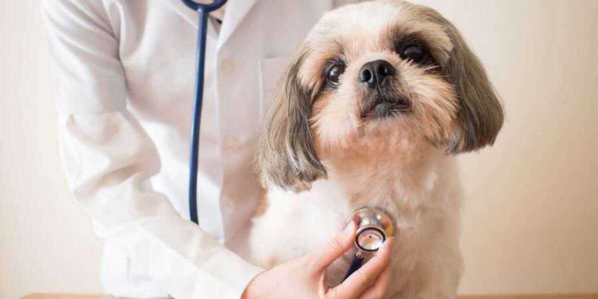 How to Choose the Right Vet in Winnipeg