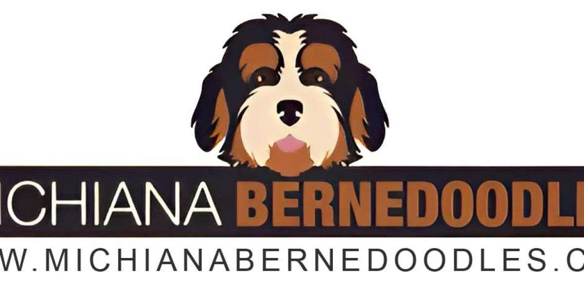 Mini Bernedoodle for Sale by Michiana Bernedoodle