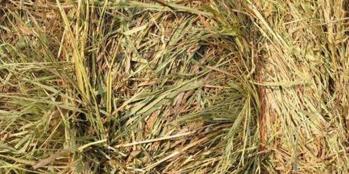 Buy Hay Bales Online: Your Ultimate Guide to Quality and Convenience