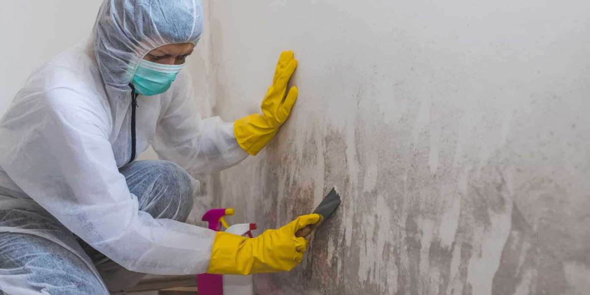 Mold Removal in Albuquerque: A Guide to a Safer, Healthier Home